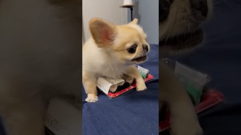 このお寿司は自分のものらしい