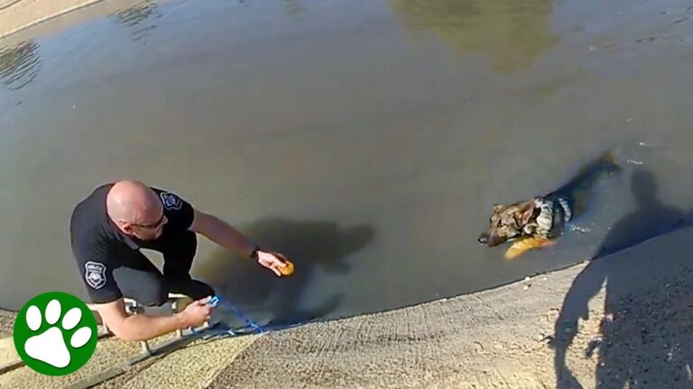 Police Use Pumpkin Muffin to Save German Shepherd 👏🧁