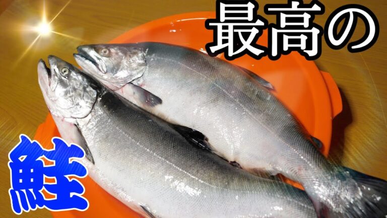最高級の『サクラマス』をさばいて、自家製『鮭フレーク』を作っておにぎり作ってみた。