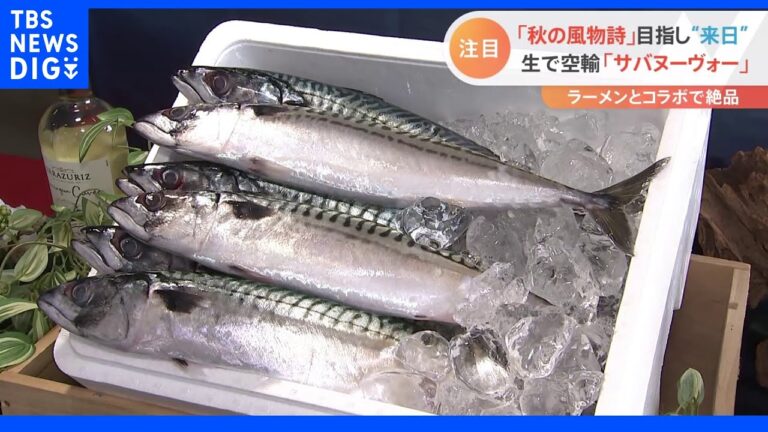 ボージョレ・ヌーボーに続けるか！？厳選した霜降りサバを冷凍せずに空輸する「サバヌーヴォー」が日本で販売開始｜TBS NEWS DIG