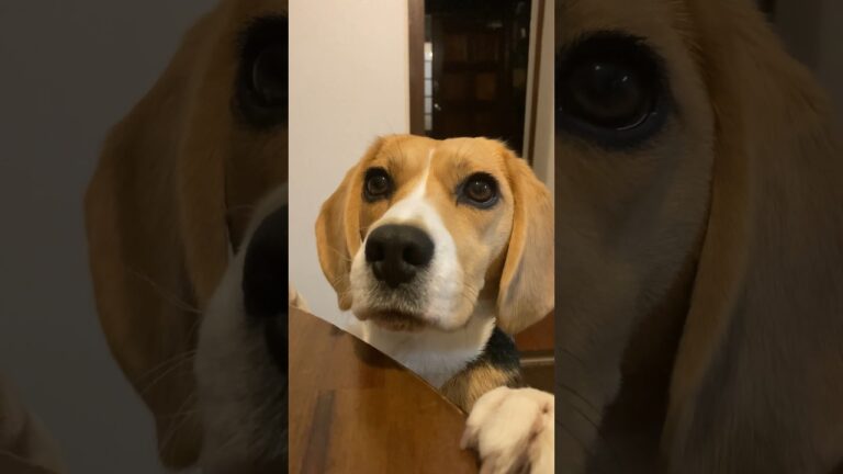 キムチ雑炊食べたいビーグル犬 #dog #ビーグル