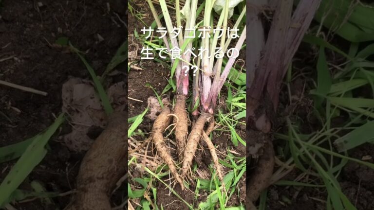 [畑の記録6/27]初めてのサラダゴボウ　サラダゴボウって生で食べられるの？