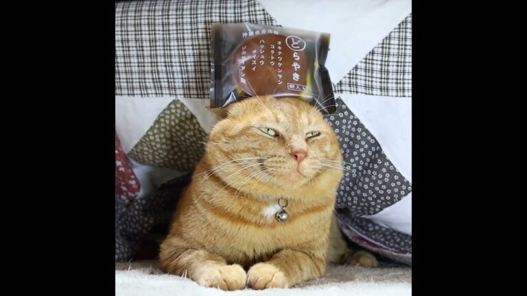 どらやきのせ麦茶　230123