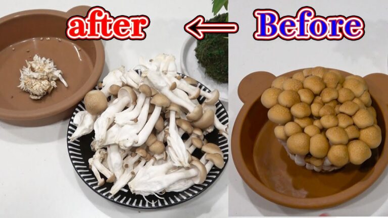 しめじを無駄なく取る方法