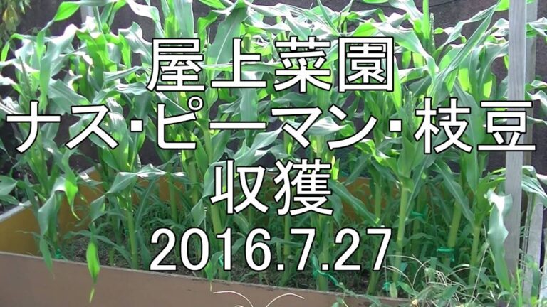 【屋上菜園】ナス・ピーマン・枝豆2016.7.