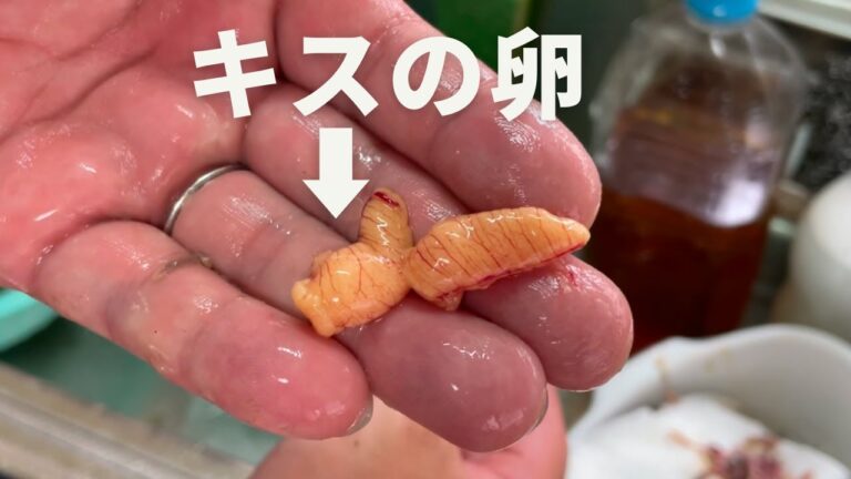 釣ったキスを捌いて卵と白子は煮付けにして身は天ぷらにして食べる