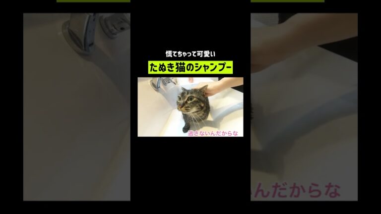 実家のタヌキ猫を洗います🚿 #shorts
