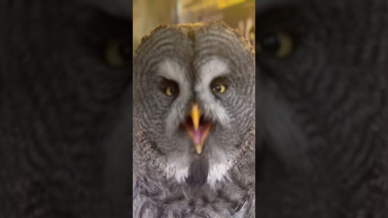 フクロウが、、