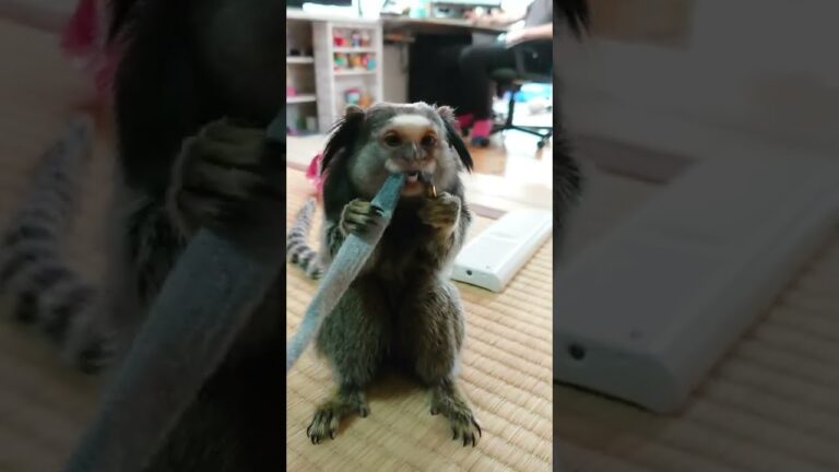 紐は噛むものです(笑)