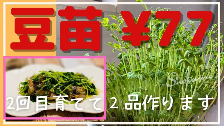 【簡単！時短！】忙しい平日は簡単料理！「豆苗ののり塩ナムル 」「豆苗とサバ缶のエスニック風炒め」【料理動画】