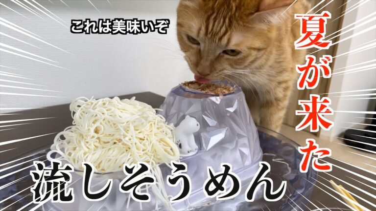 マジで暑すぎて、猫と流しそうめんしたら、大興奮すぎたwww