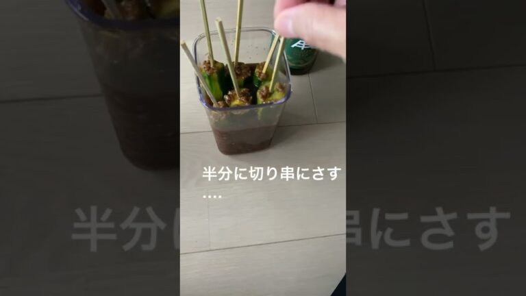 きゅうりの簡単に出来ちゃった　！漬け‥‥串にさして【醤油こうじ】に‥‥【迷いきゅうり】どれから食べようかな‥！