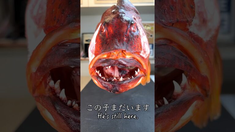 もう干物と言われても言い返せない。