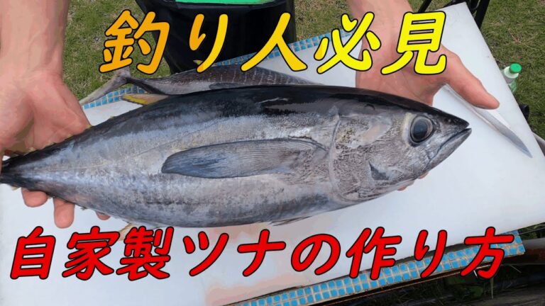 志摩沖で釣ったキハダ　簡単！自家製ツナの作り方　保存方法