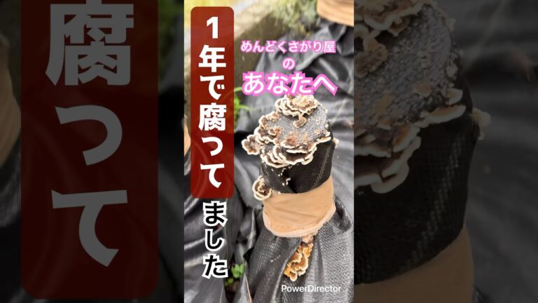除草剤なしで切り株処理が超簡単！1年放置で完全腐敗した意外な方法【次回作に続く】#切り株処理  #ガーデニング#防草シート  #腐らせる#素人DIY  #田舎暮らし  #古民家