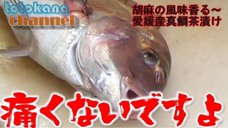 【絶品】魚の王様"真たい”を使った胡麻鯛茶漬け。絶品紅葉たいを華麗にさばく⁉