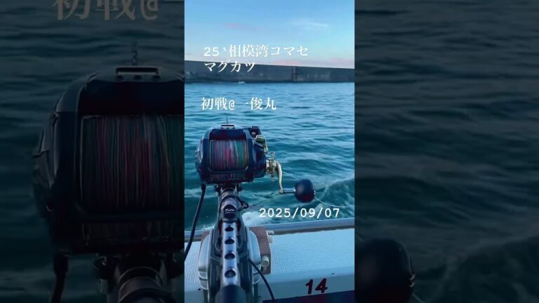 【やっと】相模湾コマセマグロカツオ【これた】#相模湾 #マグロカツオ