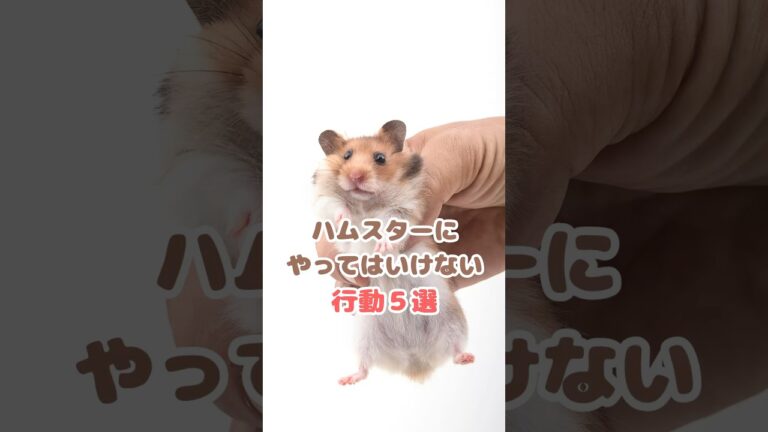 ハムスターにやってはいけない行動5選