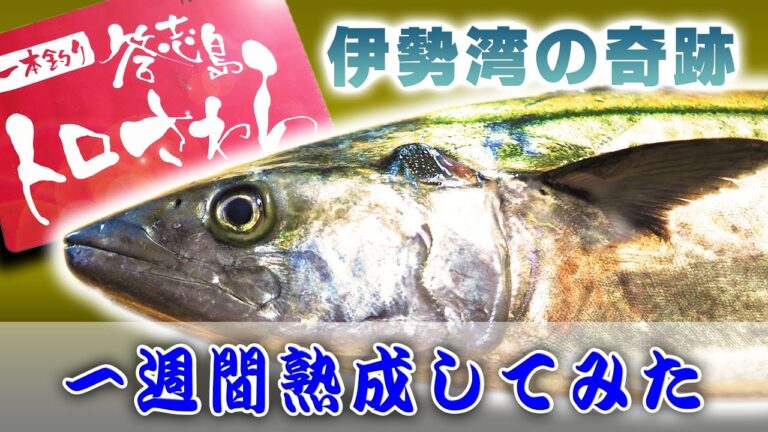 【 サワラ 】伊勢湾の奇跡「 トロさわら 」を1週間 熟成 してみた【魚料理・せり人ムタロー】