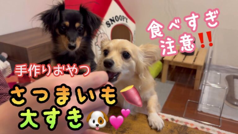 犬の手作りおやつ【無限焼き芋】大好きさつまいも。無限につき食べすぎ注意‼️量には気をつけて⚠️【チワックスるなときなこ】