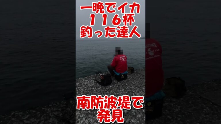 北海道　小樽　釣り　ヤリイカ　マメイカ　ジンドウイカ　ヒイカ　#fishing #小樽