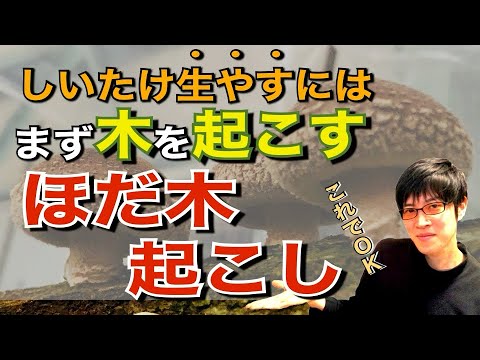 「椎茸はこうして生やせ！5つのステップ」① “ほだ木起こし 編”【原木椎茸栽培】
