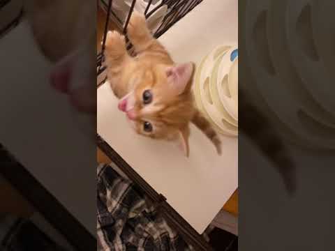 子猫のご飯待ちは大騒ぎです！！【短足マンチカンのうなぎ】