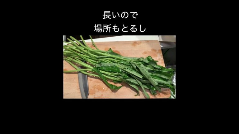 【アメリカで毎日ごはん】空芯菜のオイスター炒め #shorts