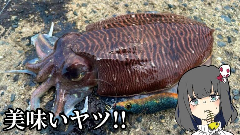 コウイカを釣ってイカ墨パスタにするにょ！！