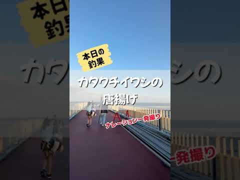 本日の釣果はいかに！カタクチイワシの唐揚げをご紹介（市原市オリジナルメーカー海釣り公園）
