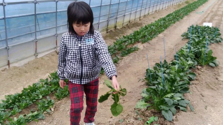 【ｻﾊﾞｰﾌｧｰﾑ】スコップを使ってほうれん草を収穫するあい❤結構難しかったです…野菜の収穫体験♬