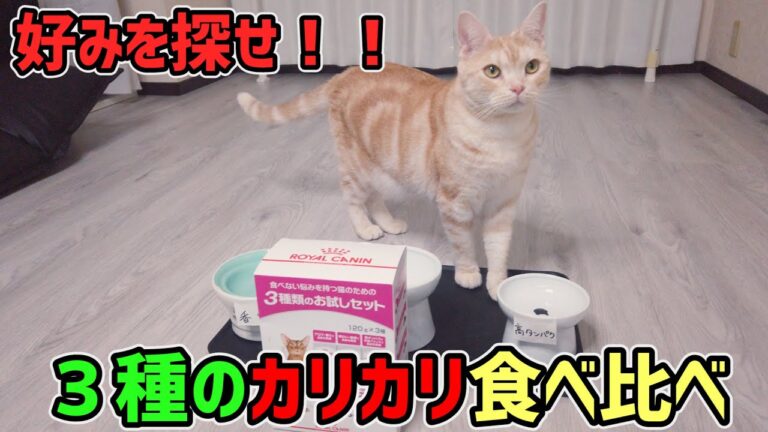 【食べ比べ】３種のカリカリ一番好きなのどーーれだ！！トライアルセットを使って検証してみた