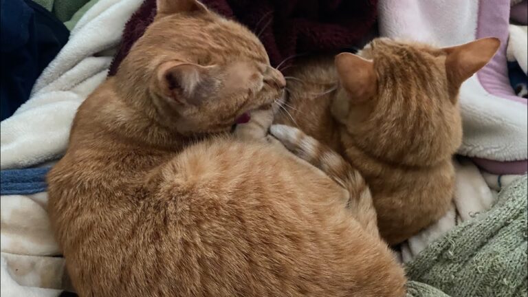 眠くてたまらない猫とお世話やきな猫。（Sleepy and helpless cats.）