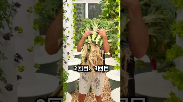 一度植えると4回も収穫できる植物の秘密