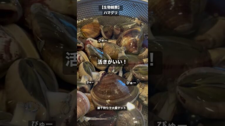 【生物観察】ハマグリ 潮干狩りの成果と塩抜き