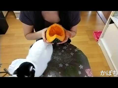 炊飯器で簡単かぼちゃケーキ