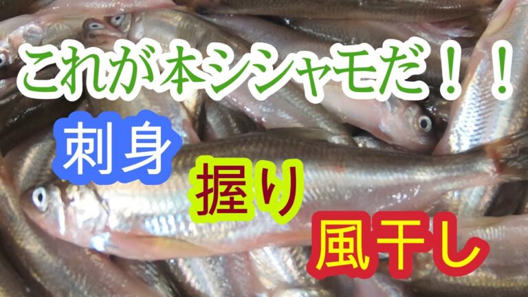 【これが本シシャモだ！！】刺身、握り、風干しの作り方
