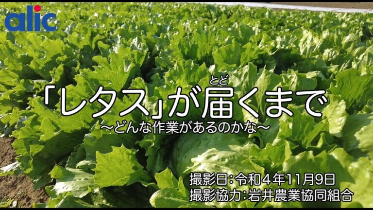 「レタス」が届くまで