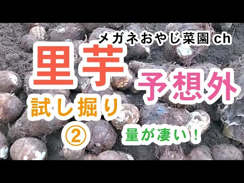 里芋試し掘り②(11/3)豚汁食べたくて1か所掘りました予想外で仰天！