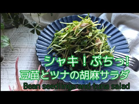 豆苗の簡単レシピ【シャキ！ぷちっ！豆苗とツナの胡麻サラダ】#豆苗#料理#sachi