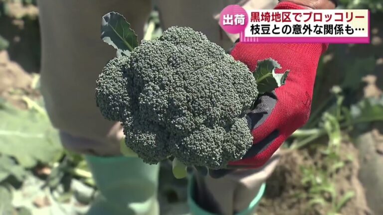 【ブロッコリー出荷量県内１位】黒埼地区で出荷始まる「茎まで食べられる」枝豆との意外な関係も《新潟市》