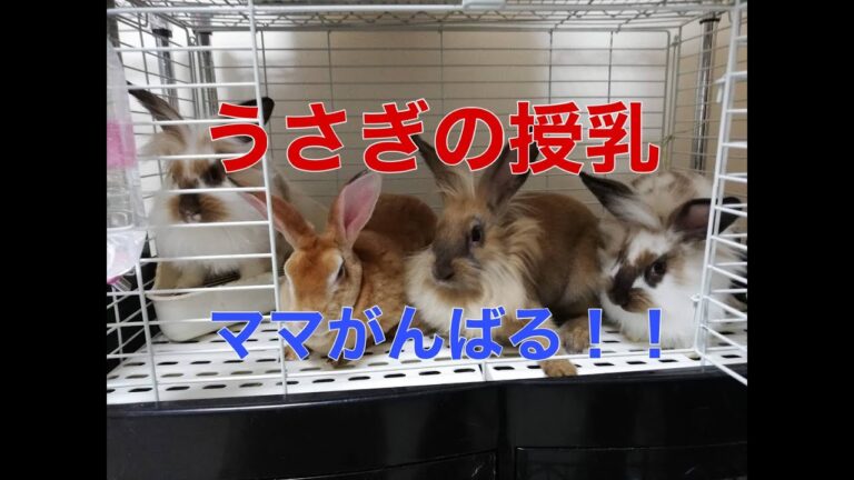 【ミニレッキス】うさぎの授乳シーン