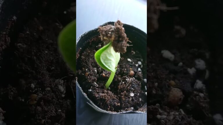 スーパーのかぼちゃからもう一度かぼちゃを作る方法 #shorts