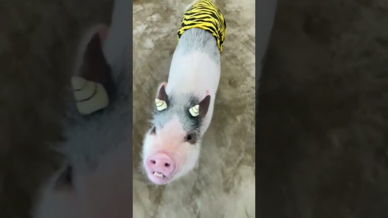 節分の日に鬼になったマイクロブタの女の子🐽#shorts #マイクロブタ #節分