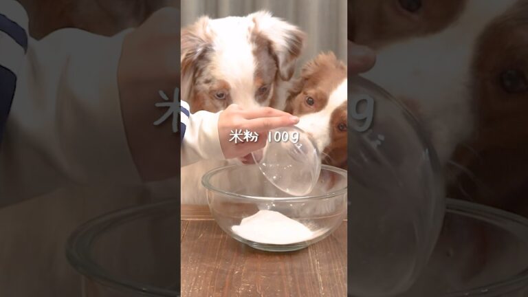 愛犬と一緒に食べれる『米粉クッキー』作ったら大喜びしてもらえました😋❤️【レシピ】 #shorts