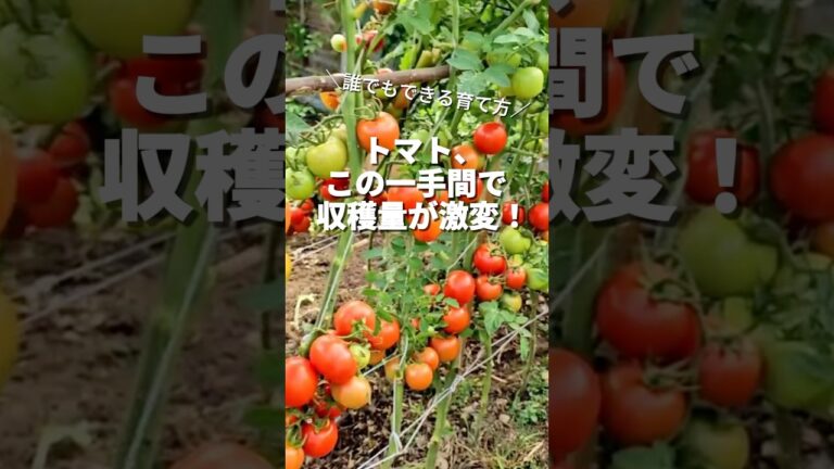 トマト、この一手間が  収穫量を変える！ #ライフハック #現代農業
